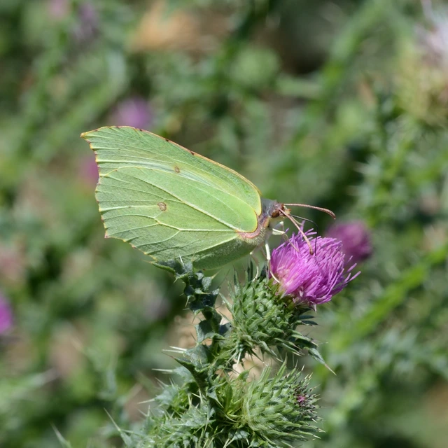 Gonepteryx rhamni - citromlepke