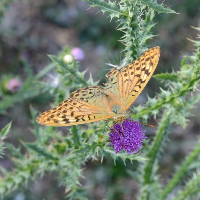 Argynnis pandora - zöldes gyöngyházlepke