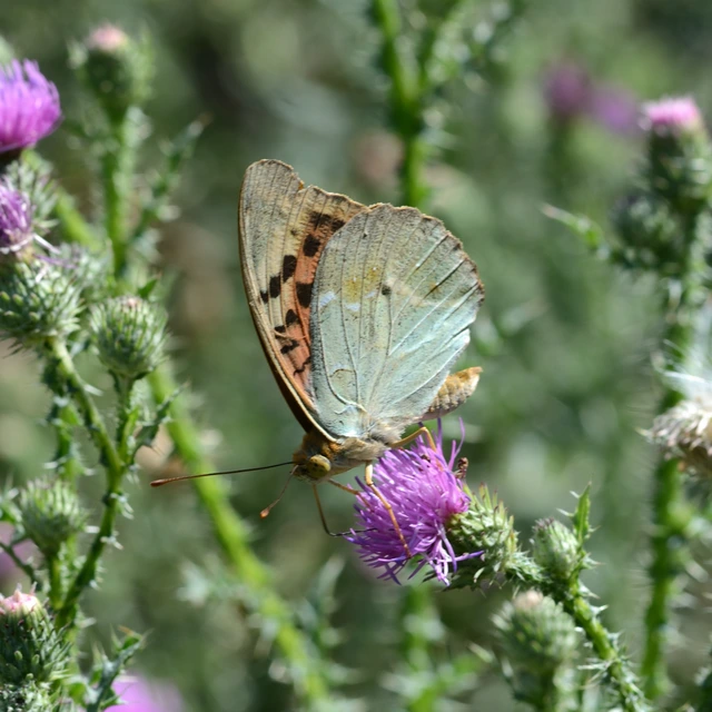 Argynnis pandora - zöldes gyöngyházlepke