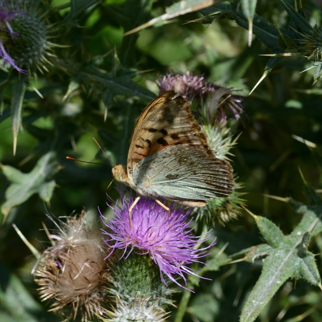 Argynnis pandora - zöldes gyöngyházlepke