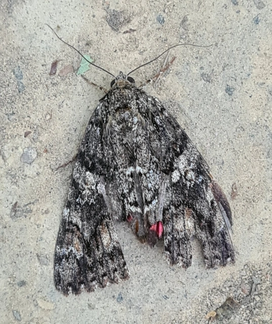 Catocala sponsa/dilecta