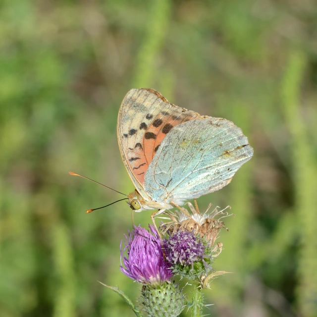 Argynnis pandora - zöldes gyöngyházlepke