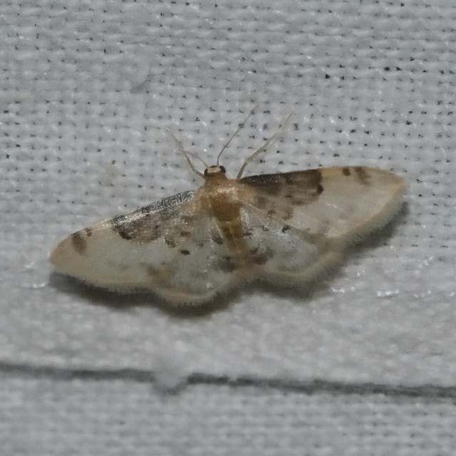 Idaea filicata - sötéttövű apróaraszoló