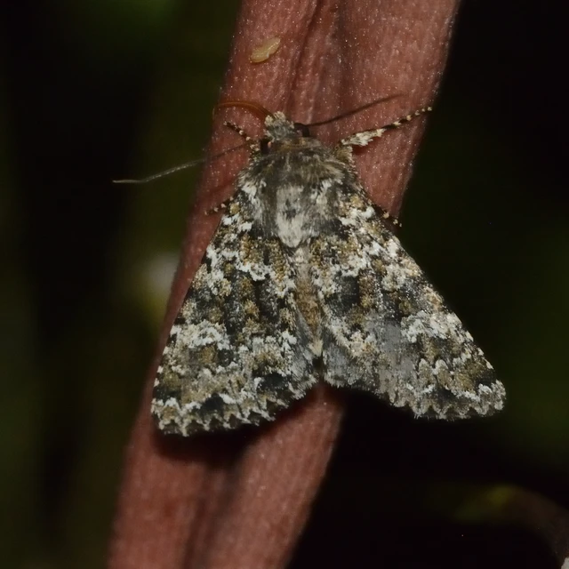 Polymixis polymita - kankalin-tarkabagoly