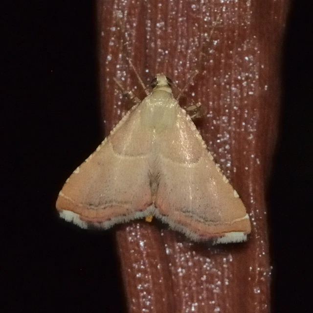 Endotricha flammealis - tüzesszárnyú fényilonca