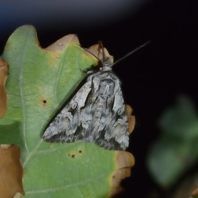 Chloantha hyperici - orbáncfű-sugarasbagoly
