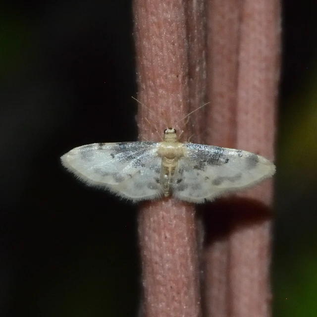 Idaea filicata - sötéttövű apróaraszoló