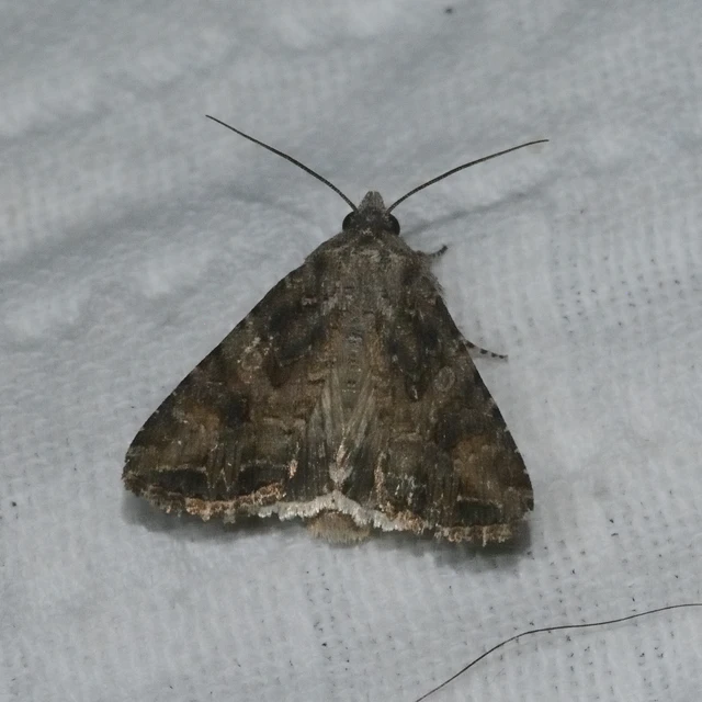 Hadula trifolii - lóherebagoly