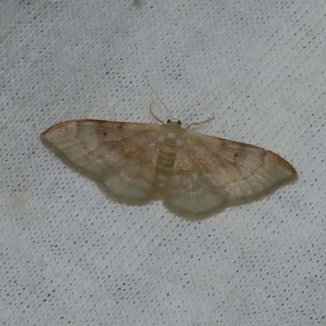 Idaea degeneraria - barnasávos araszoló