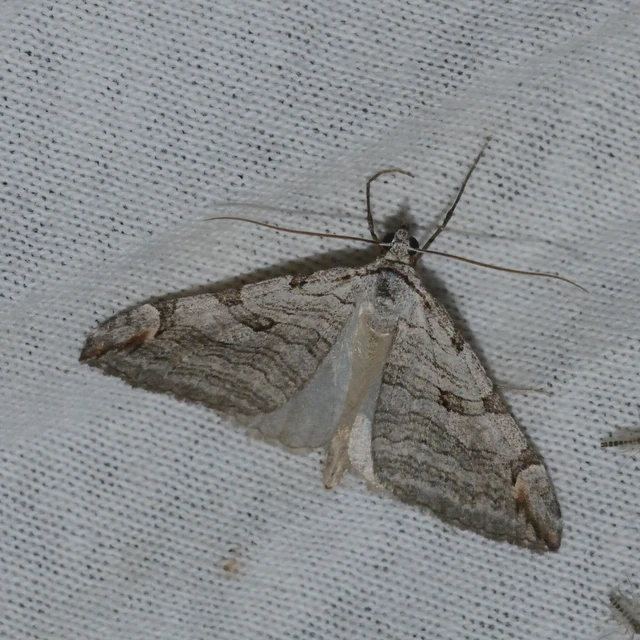 Aplocera plagiata - szürke csíkosaraszoló