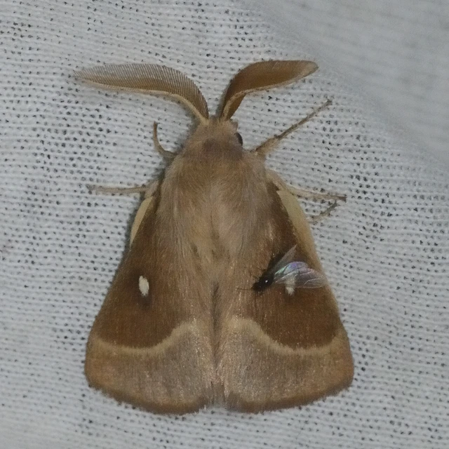Lasiocampa trifolii - lóhereszövő