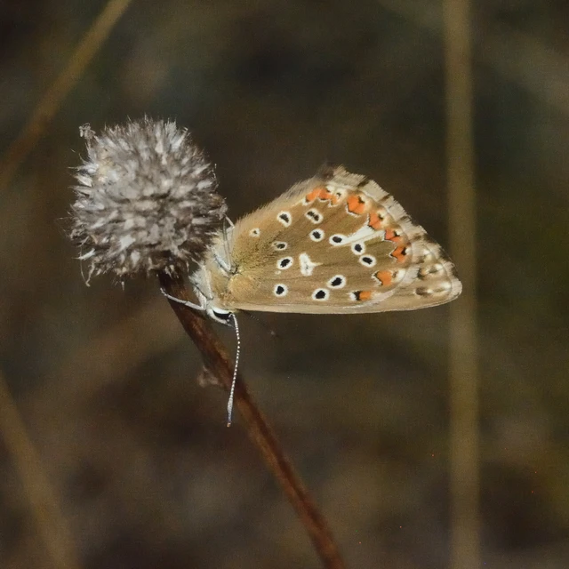 Polyommatus coridon - ezüstkék boglárka