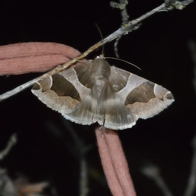 Dysgonia algira - déli porcelánbagoly