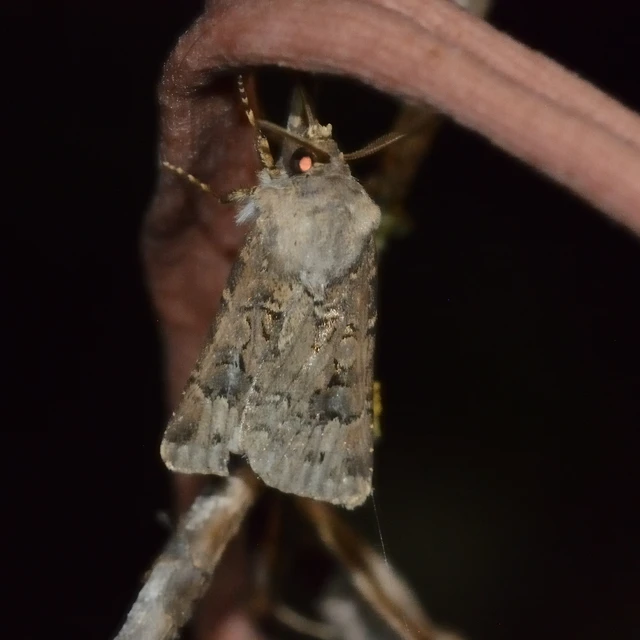 Agrotis bigramma - kétjegyű földibagoly