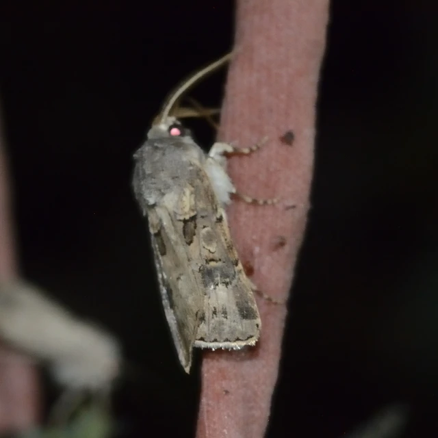Agrotis bigramma - kétjegyű földibagoly