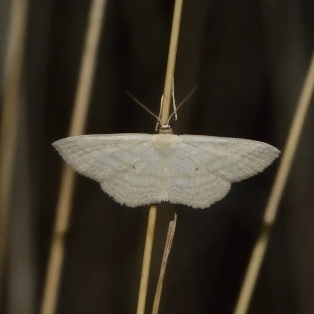 Scopula virgulata - vesszős sávosaraszoló