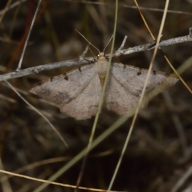 Selidosema plumaria - fésűs faaraszoló