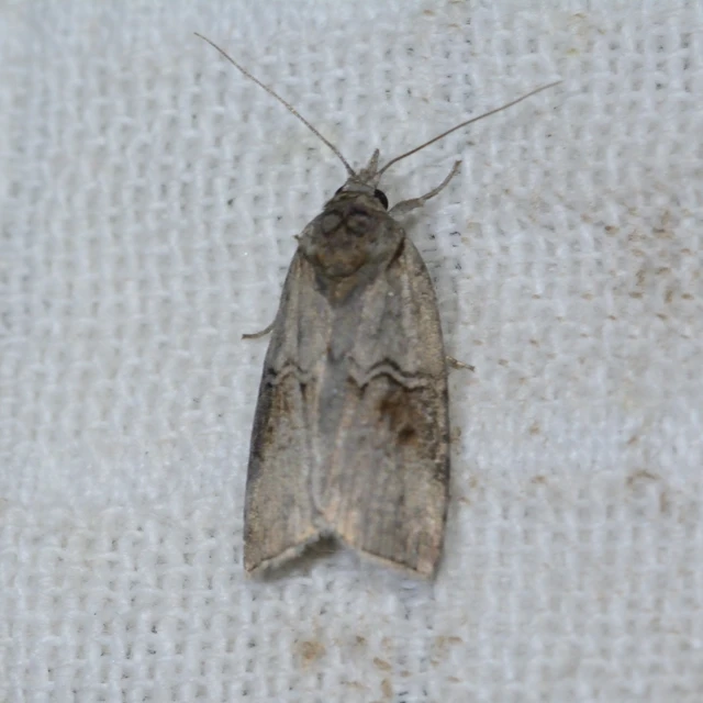 Nycteola asiatica - nyárfa-trapézbagoly