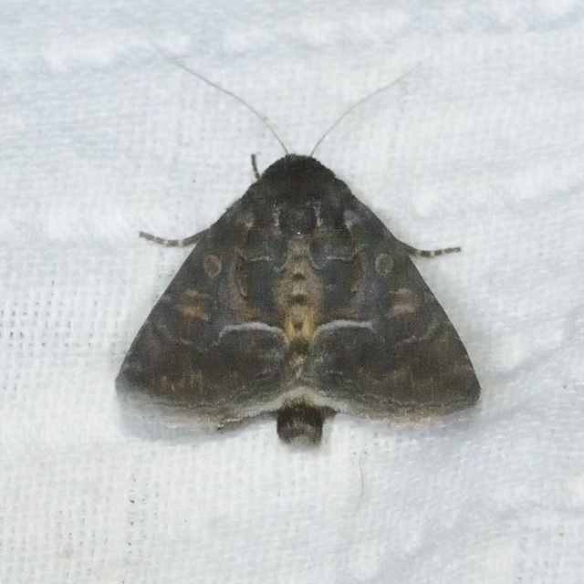 Thalpophila matura - fakó erdeibagoly