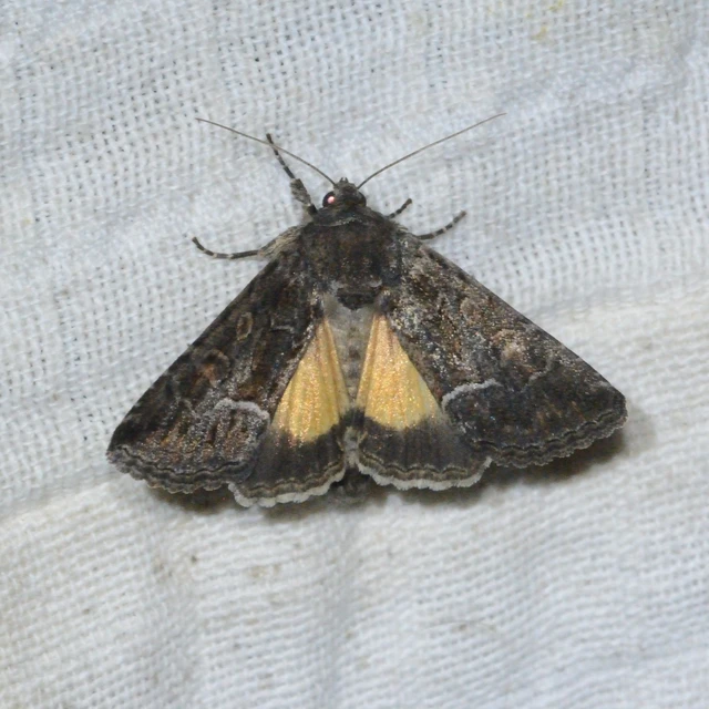 Thalpophila matura - fakó erdeibagoly