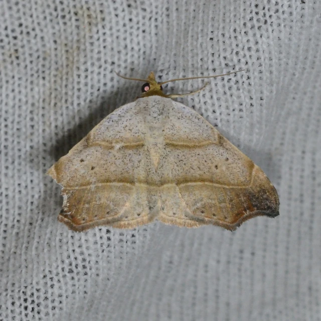 Laspeyria flexula - zuzmóbagoly
