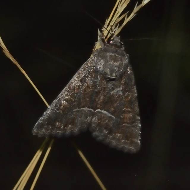 Thalpophila matura - fakó erdeibagoly