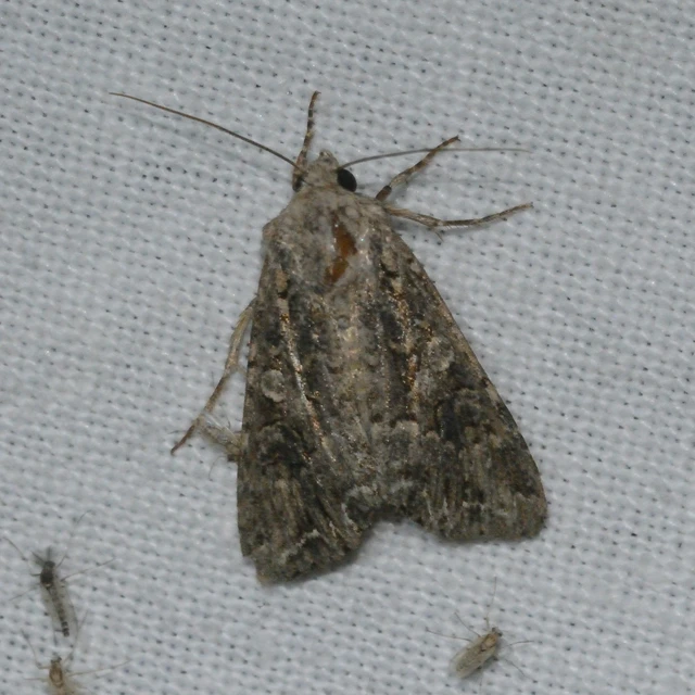 Hadula trifolii - lóherebagoly