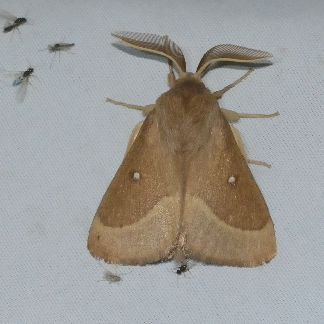 Lasiocampa trifolii - lóhereszövő
