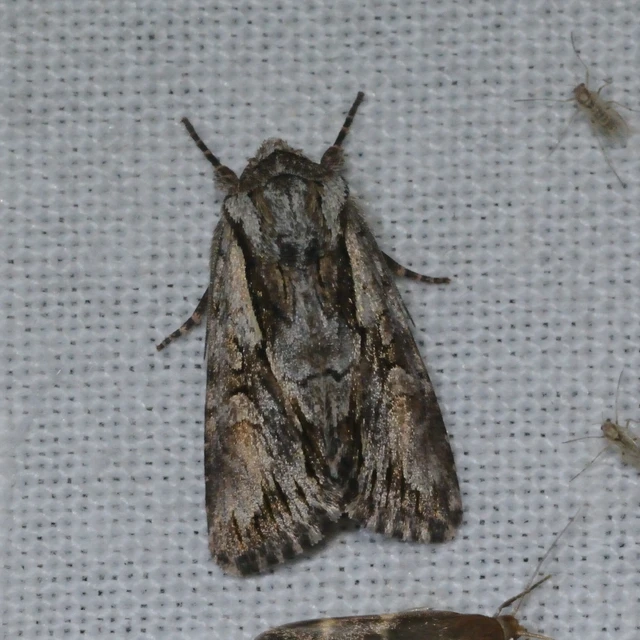 Chloantha hyperici - orbáncfű-sugarasbagoly
