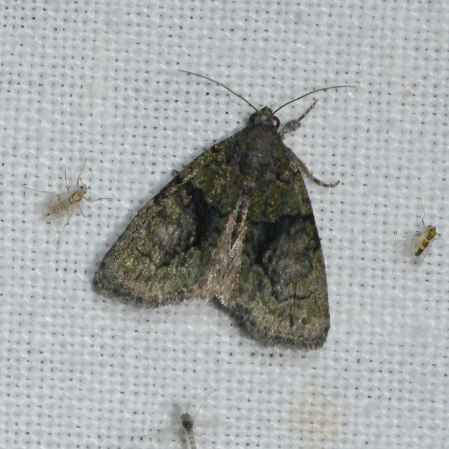 Cryphia algae - sárgászöld zuzmóbagoly