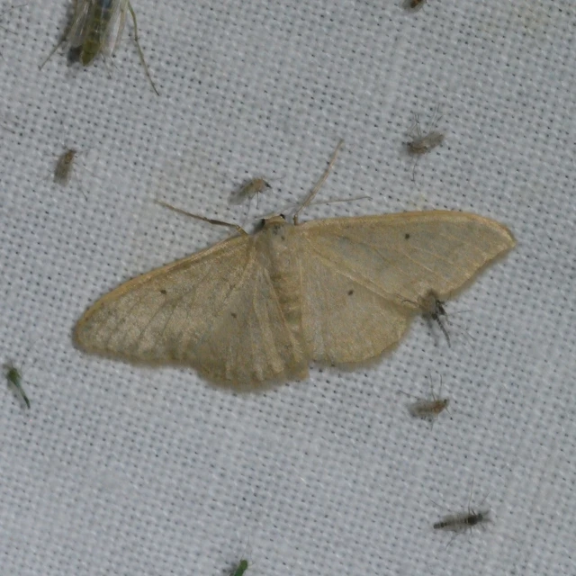 Idaea straminata - szalmasárga sávosaraszoló