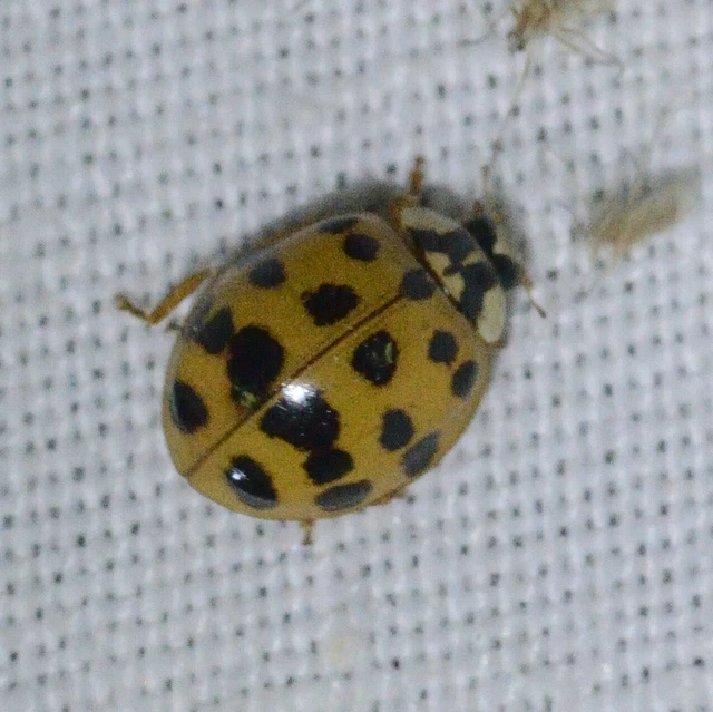Harmonia axyridis - harlekinkatica