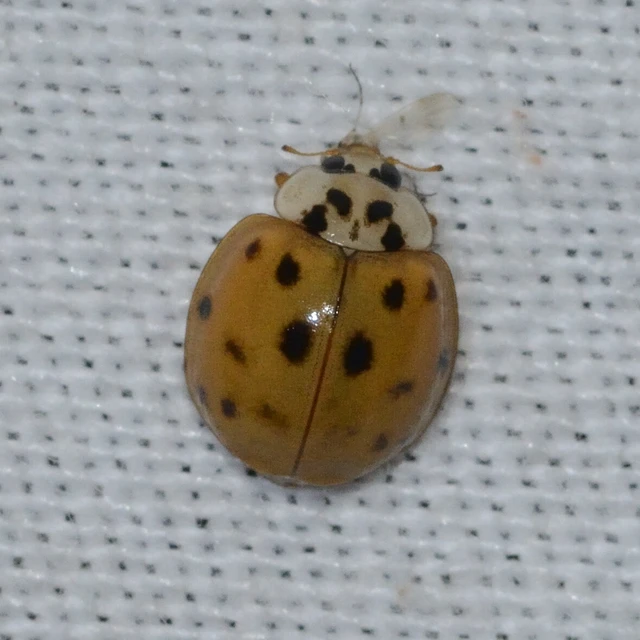 Harmonia axyridis - harlekinkatica