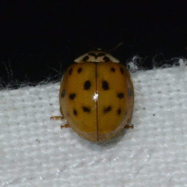 Harmonia axyridis - harlekinkatica