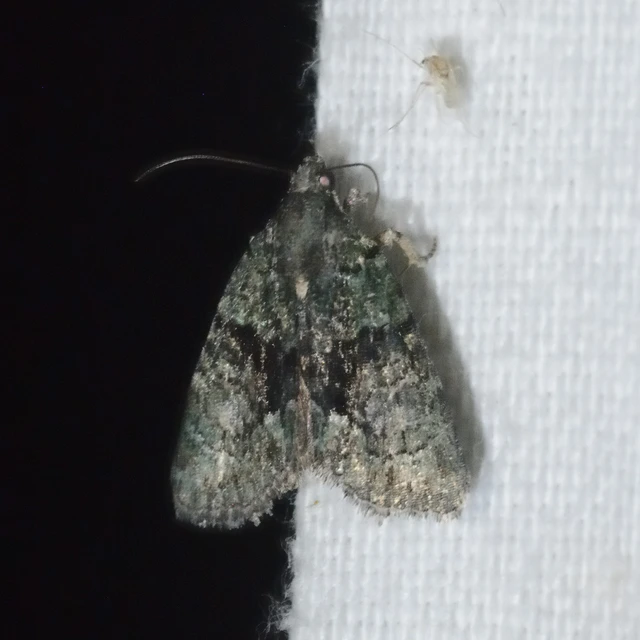 Cryphia algae - sárgászöld zuzmóbagoly