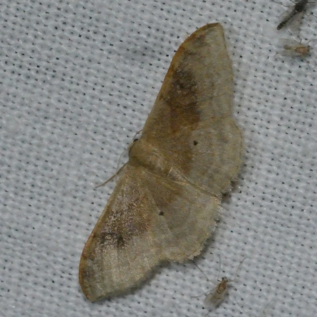 Idaea degeneraria - barnasávos araszoló