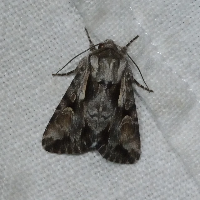 Chloantha hyperici - orbáncfű-sugarasbagoly