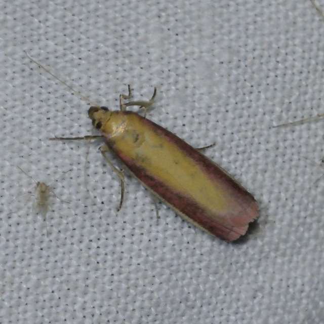 Oncocera semirubella - lucernamoly