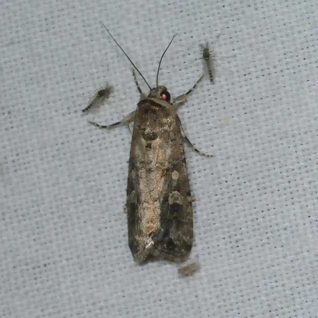 Spodoptera exigua - apró jegyesbagoly