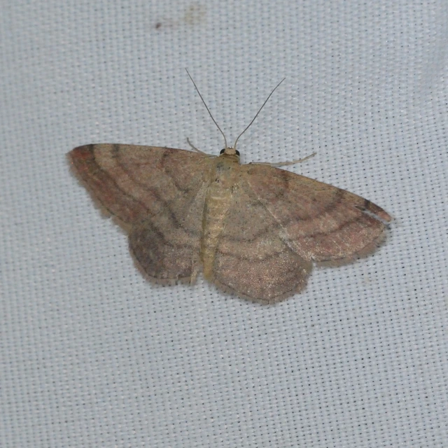 Scopula rubiginata - réti pirosaraszoló