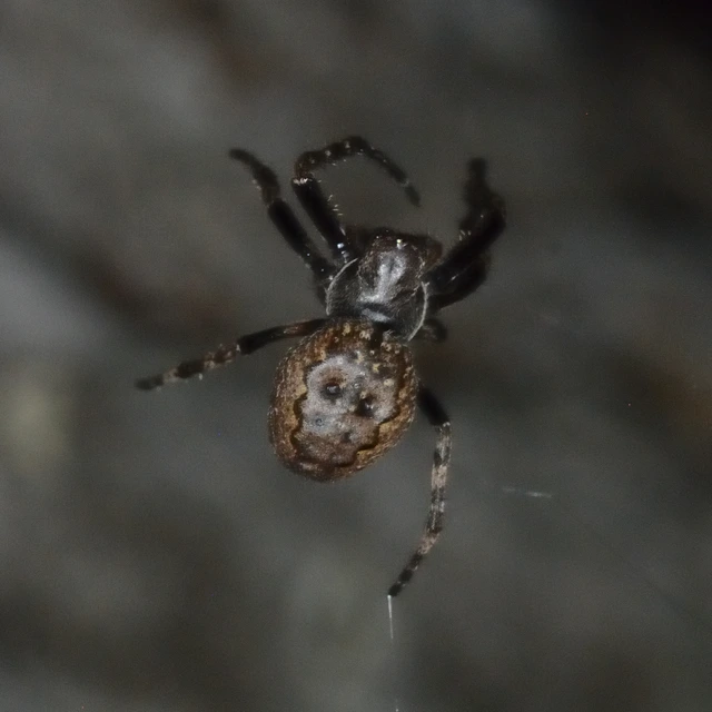 Nuctenea umbratica - közönséges rés-keresztespók