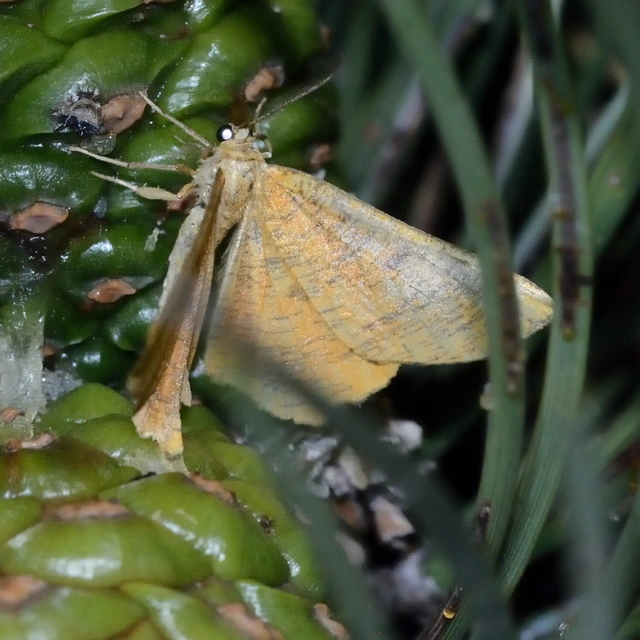 Angerona prunaria - sárga kökényaraszoló