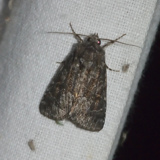 Thalpophila matura - fakó erdeibagoly