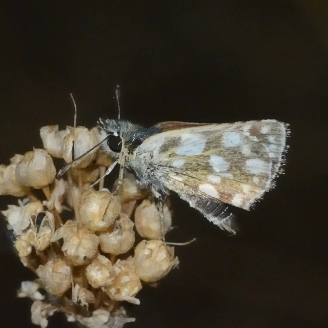 Spialia orbifer - törpe busalepke