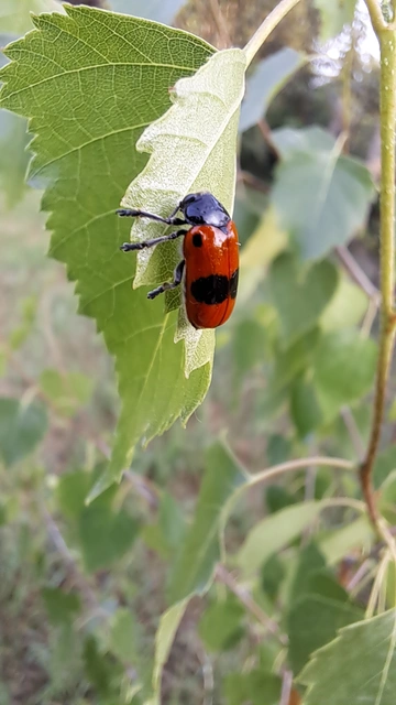 Clytra laeviuscula - fűzfa-zsákhordóbogár