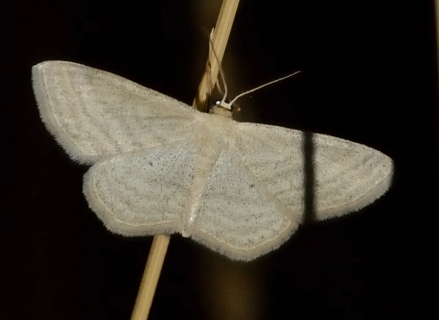 Scopula virgulata - vesszős sávosaraszoló