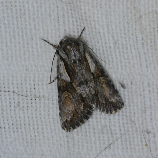 Chloantha hyperici - orbáncfű-sugarasbagoly