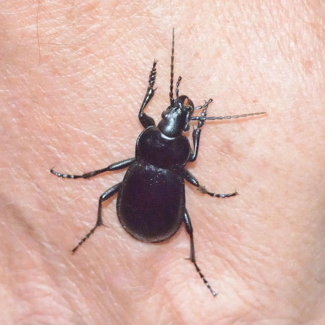 Carabus hungaricus - magyar futrinka