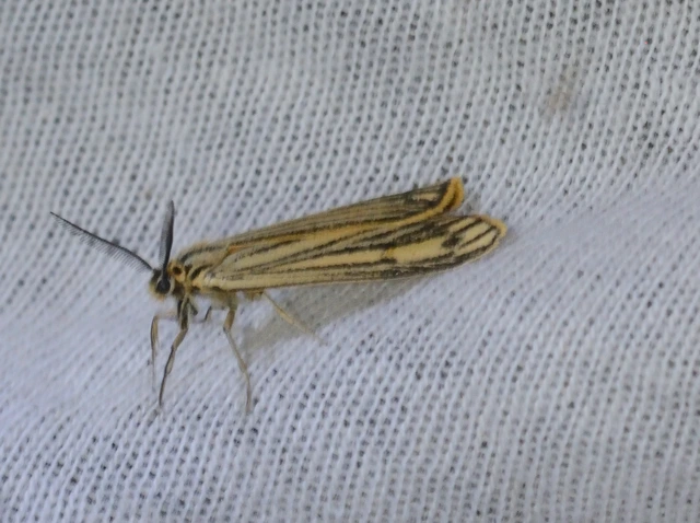 Spiris striata - csíkos molyszövő