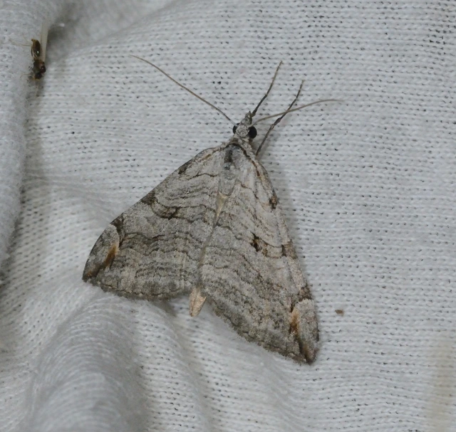 Aplocera plagiata - szürke csíkosaraszoló